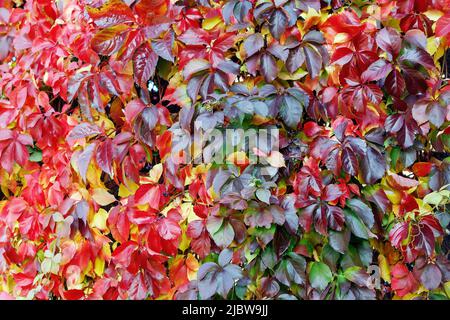 Foglie colorate rosse e verdi di un superriduttore Virginia (Parthenocissus quinquefolia) Vine pianta in autunno. Foto Stock