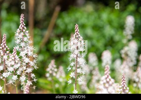 Primo piano di fiori di cuore (tiarella cordifolia) in fiore Foto Stock