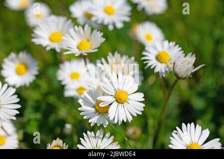 Daisies, Bellis perennis, in un primo piano Foto Stock