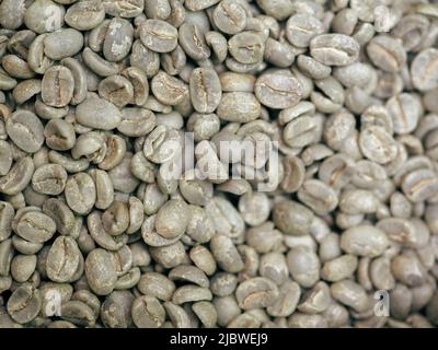 chicchi di caffè crudi provenienti da agricoltura bioetica in costa rica Foto Stock