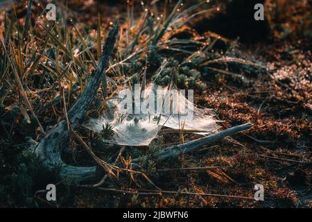 Cobweb bagnata di rugiada e raggi del sole nascente Foto Stock