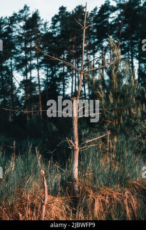 Un albero asciugato nei raggi del sole nascente Foto Stock