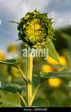 La testa di girasole inaperta si affaccia in avanti - estate Foto Stock