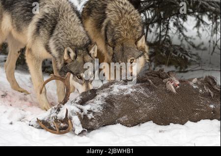 Lupi grigi (Canis lupus) Guarda in su sopra carcassa di cervo di coda bianca Inverno - animali prigionieri Foto Stock