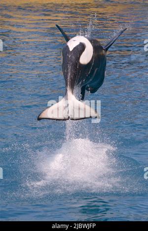 Le balene assassine (Orcinus orca) saltano dall'acqua blu e si vedono da dietro Foto Stock