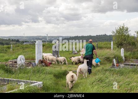 Templebreedy, Crosshaven, Cork, Irlanda. 08th giugno 2022. Tom Swanton cerca di allevare la pecora in una penna chiusa dove essi aiuteranno con l'erba coltivata e insieme a volontari locali che hanno intrapreso il compito di liberare il cimitero. - Credit; David Creedon / Alamy Live News Foto Stock