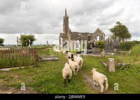 Templebreedy, Crosshaven, Cork, Irlanda. 08th giugno 2022. Le pecore arrivano al cimitero e aiuteranno con l'erba coltivata e con i volontari locali che hanno intrapreso il compito di liberare il cimitero. - Credit; David Creedon / Alamy Live News Foto Stock