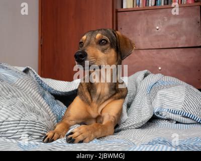 Un triste cane marrone Mongrel che riposa sul letto Foto Stock