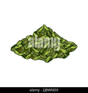 Manciata disegnata a mano di salvia essiccata. Illustrazione vettoriale in stile di schizzo Illustrazione Vettoriale