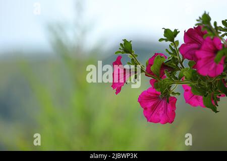 primo piano di un fiore di petunia in fiore Foto Stock