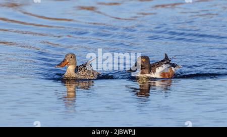 Coppia di Shoveler Settentrionali in Alaska Foto Stock