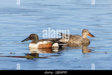 Coppia di Shoveler Settentrionali in Alaska Foto Stock