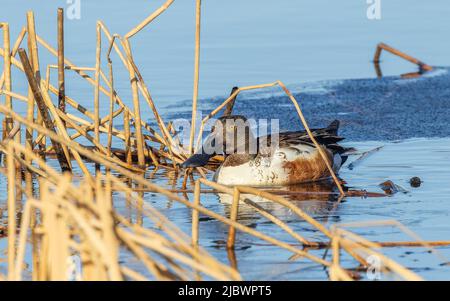 Northern Mestolone Drake in Alaska Foto Stock