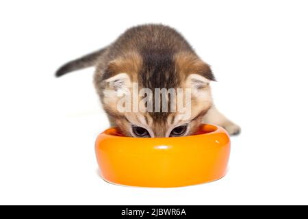 Il piccolo gattino scozzese mangia il cibo da una ciotola d'arancia, isolata su sfondo bianco Foto Stock