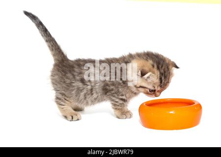 Il piccolo gattino scozzese mangia il cibo da una ciotola d'arancia, isolata su sfondo bianco Foto Stock