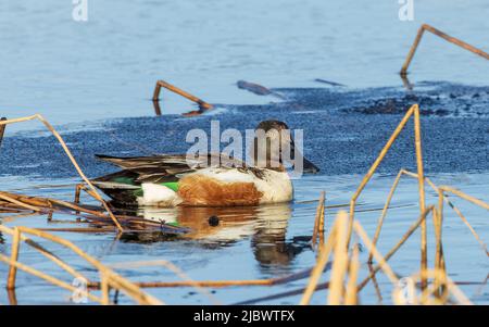 Northern Mestolone Drake in Alaska Foto Stock