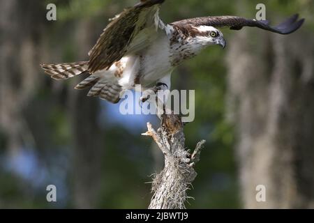 Il bellissimo e selvaggio falco dell'ospro che atterra sul lago Blue Cypress in Florida, Stati Uniti è simbolo del raptor della libertà feroce Foto Stock