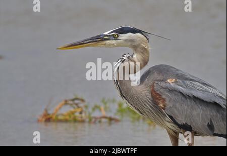 Bellissimo ritratto di Great Blue Heron nella riserva naturale di Aransas in Texas Foto Stock