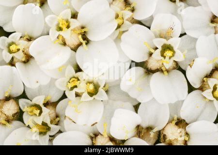 Yarrow comune piccoli fiori bianchi sotto 4x microscopio di ingrandimento, piccolo insetto visibile su un petalo, polline giallo vicino. Larghezza immagine 9mm Foto Stock