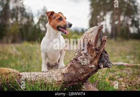 Piccolo Jack Russell terrier cane sul prato della foresta, zampe anteriori su albero caduto, lingua fuori guardando a lato Foto Stock