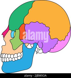 Anatomia delle ossa del cranio umano. Struttura delle parti craniali colorate. Illustrazione vettoriale del diagramma della testa umana. Illustrazione Vettoriale
