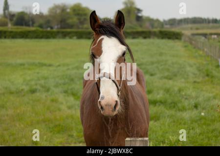 testa di cavallo di castagno e di colore bianco da vicino Foto Stock