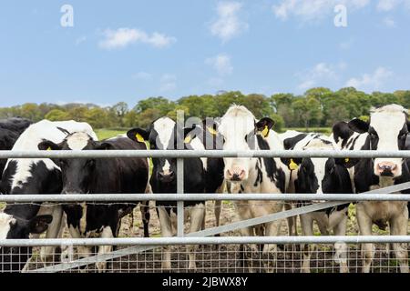 mucche bianche e nere in piedi dietro una recinzione di metallo guardando la macchina fotografica giorno luminoso Foto Stock