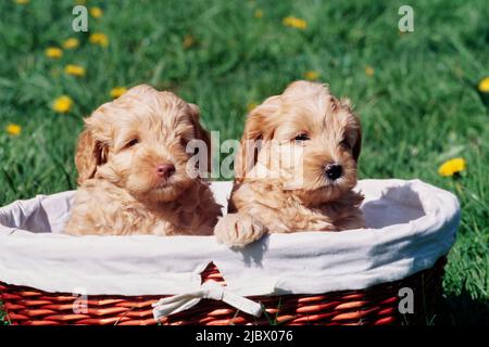 Due cuccioli di Labradoodle in un cestino Foto Stock
