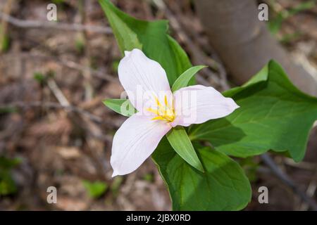 Un solo fiore di Trillium occidentale (Trillium ovatum) fiorisce sul pavimento della foresta a Washington orientale, USA. Foto Stock