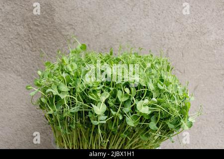 Messa a fuoco selettiva morbida di germogli di piselli verdi microgredi su fondo di parete di calcestruzzo. Il concetto di vegan e di alimentazione sana. Germinazione di semi a casa. Alimentazione o dieta sana. Spazio di copia. Foto Stock