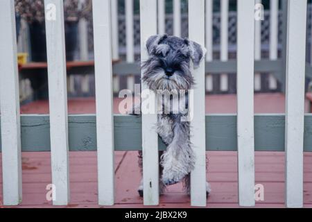 Un schnauzer dietro una recinzione bianca Foto Stock