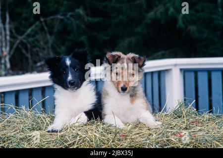 Due cuccioli di sheltie su una balla di fieno Foto Stock