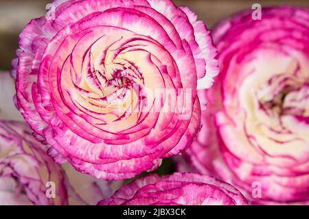 Una foto di primo piano scattata dall'alto di un bianco brillante e viola Tomer Picotee Ranunculus fiori in piena fioritura, con petali che creano un bel motivo. Foto Stock