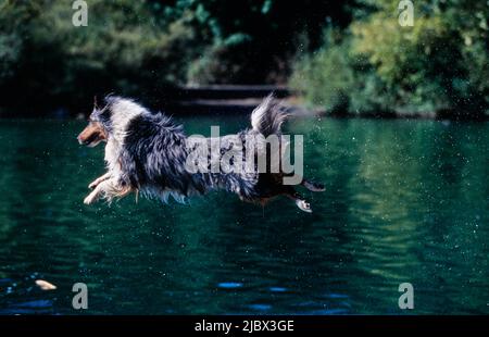 Un sheltie che salta in acqua Foto Stock