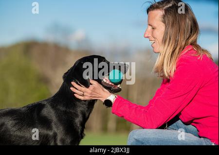 Bella relazione tra una donna ad suo cane - proprietario lodando il suo labrador Retriever portando un manichino a lei. Foto Stock