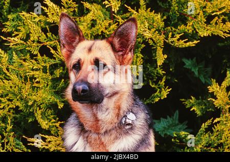 Un primo piano di un pastore tedesco Foto Stock