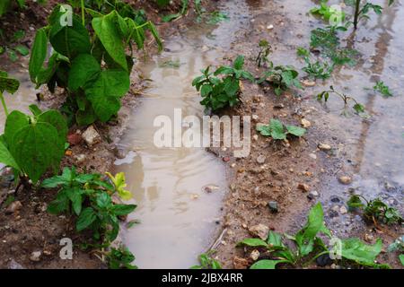 Pozzanghere e fango in fattoria dopo pioggia pesante Foto Stock