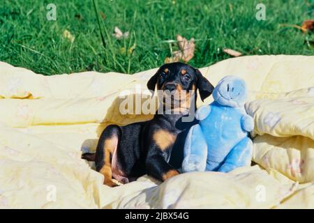 Un cucciolo di Doberman adagiato su una coperta gialla con un giocattolo blu ripieno Foto Stock