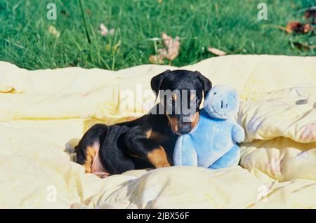 Un cucciolo di Doberman adagiato su una coperta gialla con un giocattolo blu ripieno Foto Stock