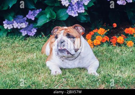 Un bulldog inglese che si posa sull'erba di fronte ai fiori viola e arancio Foto Stock