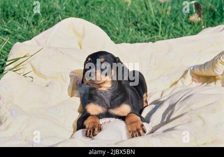 Un cucciolo di Doberman adagiato su una coperta gialla Foto Stock