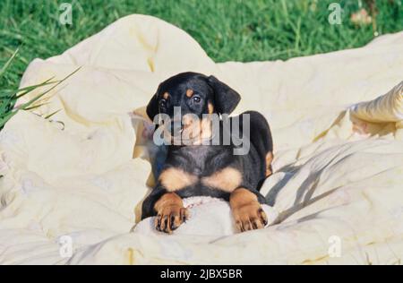 Un cucciolo di Doberman adagiato su una coperta gialla Foto Stock