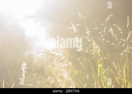 Erbacce asciugate in luce del sole profondità poco profonda di campo. Atmosfera di fine estate Foto Stock