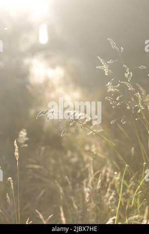 Erbacce asciugate in luce del sole profondità poco profonda di campo. Atmosfera di fine estate Foto Stock