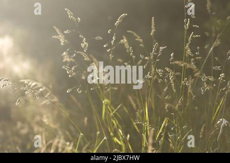 Erbacce asciugate in luce del sole profondità poco profonda di campo. Atmosfera di fine estate Foto Stock