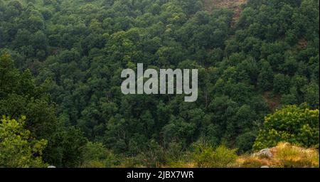 Panoramica Foresta Campagna in Aveyron Francia Foto Stock