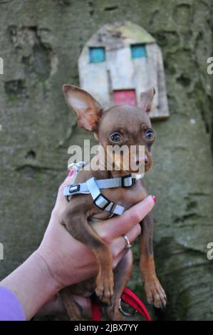 Un carino, piccolo, russo giocattolo terrier cane. Foto Stock