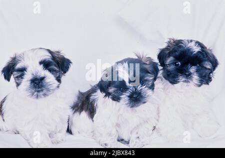 Cuccioli Shih Tzu su una coperta Foto Stock