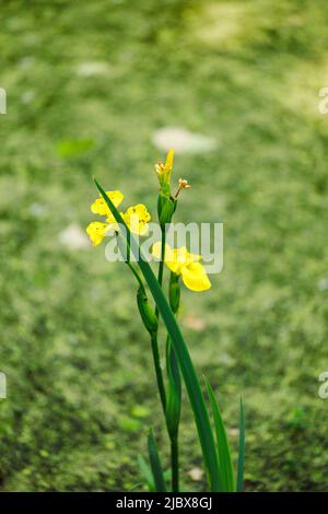 Giallo Iris pseudacoro, bandiera gialla, iride gialla, bandiera dell'acqua fiorente sulla riva del verde palude stagno. Molla. Foto Stock