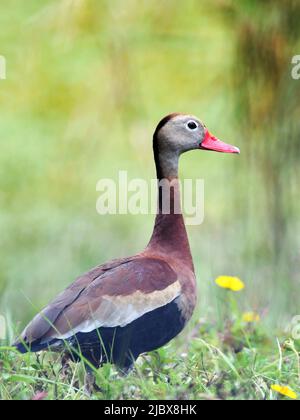 Anatra fischiante dalle decorazioni nere in Wetlands Foto Stock